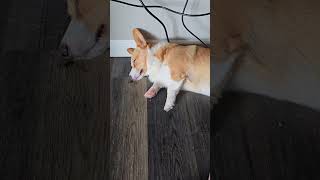 Hank Hill and the Exhausted Foster Corgi #shorts