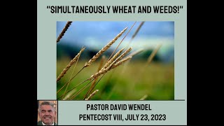 "Simultaneously Wheat and Weeds!"