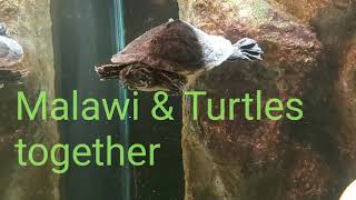 Malawi Cichlides and turtles in one tank