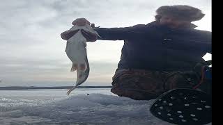 33 inch lake trout caught through ice