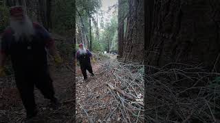 #ForestLife Dragging downed branches to be chipped and reduce fire fuel #Redwoods #California #Beard