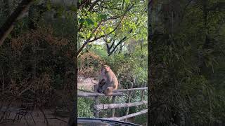 Monkey with tiny babies 🐒🐒🐒 #mamalifestyle #monkey #monal