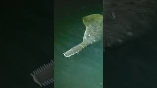 Sawfish #fishing #extinction #protected #dinosaur #viralvideo #trending #suspense