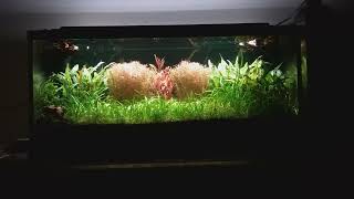 14 month update, 30 gallon walstad method aquarium (no co2 or ferts added)