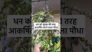 धन को आकर्षित करने वाला पौधा🌷 #garden #plants #nature #trending