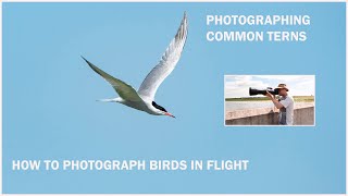 How to photograph birds in flight.