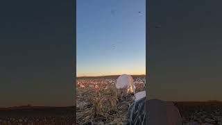 Snow Goose Hunting - Incoming Flock of Snow Geese