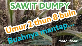 Sawit DUMPY umur 2 thun 8 bulan...