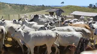 vem comigo amigos, vamos mudar esse gado de pasto 🐂☺️