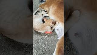 @Son-bj2kb  A HOMELESS KITTEN ADOPTED BY A NO PUPPY SINGLE DOG #shorts