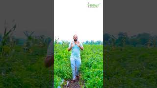 मिर्च🌶️ ही मिर्च दिखेगी पौधों में | Profitable farming | Chilli farming | 100% Profit | #growit |