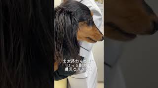 注射されてもリアクションの薄い愛犬達