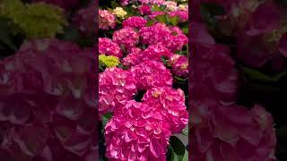 HORTENSIAS#plantastropicales #jardín #tour #