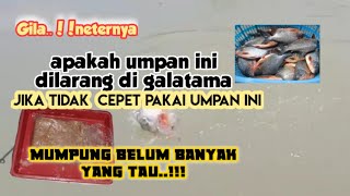 99%jitu"Buruan pakai"Mumpung belum banyak yang tahu..umpan paling jitu ikan bawal