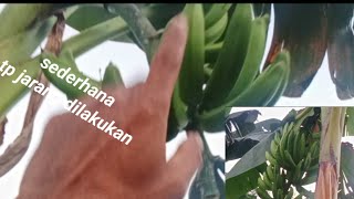 SANGAT SEDERHANA, INI TIPS MENGHASILKAN BUAH PISANG YANG PADAT BERISI