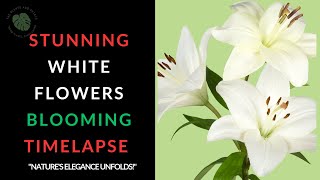 "🌼Stunning White Flowers Blooming Timelapse 🌼 | Nature's Elegance Unfolds!"