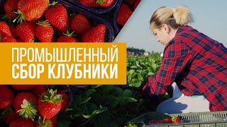 Промышленный сбор клубники | ООО "Ягодные поля"