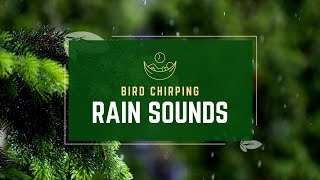 Rain Sound With Bird Chirping: Instant Sleeping Sound | Peaceful Pulse