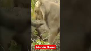 Lion 🦁🦁 attack on Baboon #animals #youtube #shorts #viral #shortsfeed