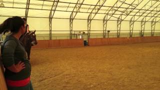 Reba- Riding Practical 2014