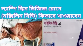 ল্যাম্পি স্কিন ডিজিজ রোগ, সহযোগি হিসাবে মক্সিলিন সিভি খাওয়ান।#lampi skin,#cow Doctor