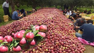 apple harvest💖🍎🍏😍/Walk to pick apples/Apple production in the village