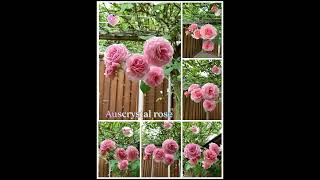 Auscrystal rose