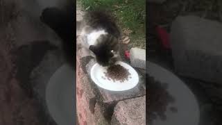 Feeding A Stray Cat 🐱 #cat #fyp #cute