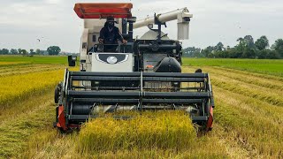 Kubota DC105x Harvesting rice for farmer really fast and powerful