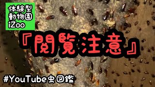 恐怖！ゴキブリの館／体験型動物園iZoo［YouTube虫図鑑］#ゴキブリ#caution