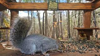 Red and Gray Squirrel Eating together | #chipmunks_and_squirrels on #Twitch