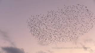 Starling murmuration in sunset