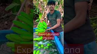 Export Banana Packing 2023 #bananasmartfarming