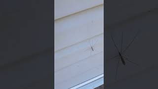 BUGS FOR MARSH 9-  CRANE FLY @Mrshosaurus  #bugs #insects #shorts #house #fall #halloweeen #usa