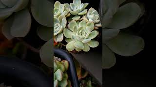 Echeveria Pulidonis. Com o tempo nublado dos últimos meses ela perdeu a coloração (e queimou tbm)  😢