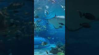 MANILA OCEAN PARK #trending