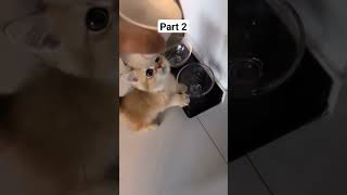 Hungry Cat part 2 #cat #usa #animals