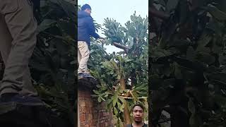 Teknik pruning kaktus besar #shorts