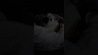 Bulldog stuck under the blanket