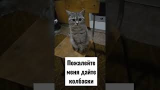 так она  проситвкусняшку#кошкамуся #