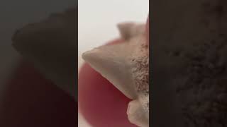 World Wonders - Shark Teeth