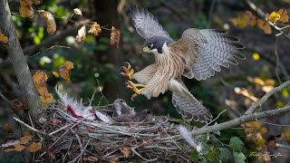 25 Ruthless Falcon Hunts Captured on Camera