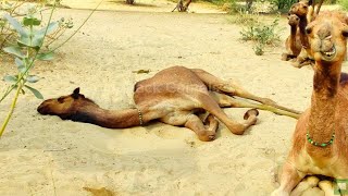 Chilling with Camels: Relaxing time in the Desert