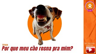 Por que meu cão ROSNA pra mim?