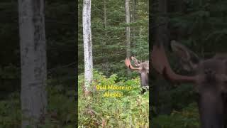 Two Bull Moose Sparing in Alaska #alaska #moose