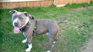 BLUE BRINDLE PITBULL playing fetch with DOBE