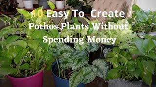 My Propagated Pothos Plant Collection | Easy Way To Get Plants Without Spending Money