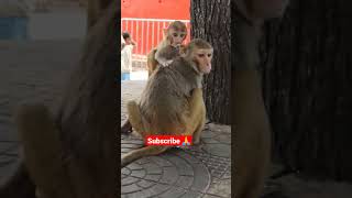 Angry Monkey | #shorts #monkey Fanny Monkey #youtubeshorts #viral