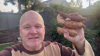 Winter Sweet Potato Harvest