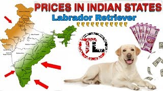 Labrador Retriever Dog Prices In Indian States | Taju Logics